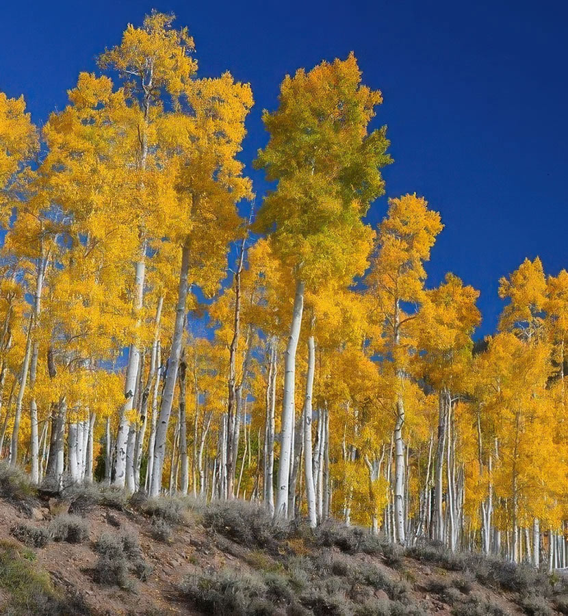 website-design-denver website-design-denver